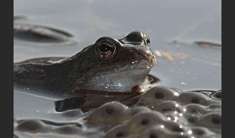 Grasfrosch (Rana temporaria)