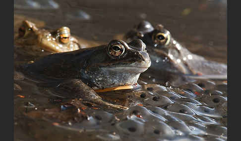 Erdkröte (Bufo bufo)