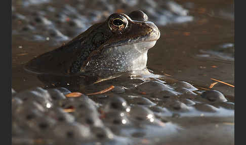 Grasfrosch (Rana temporaria)