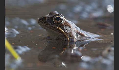 Grasfrosch (Rana temporaria)