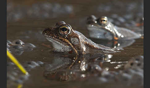 Grasfrosch (Rana temporaria)