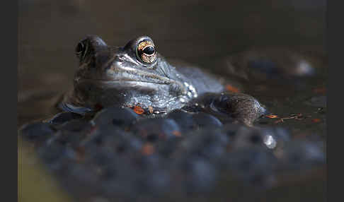 Grasfrosch (Rana temporaria)