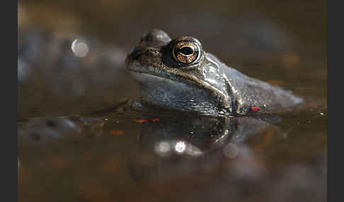 Grasfrosch (Rana temporaria)