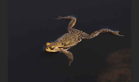 Erdkröte (Bufo bufo)