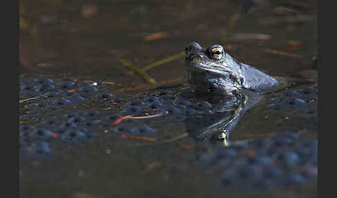 Grasfrosch (Rana temporaria)