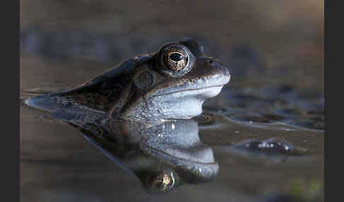 Grasfrosch (Rana temporaria)