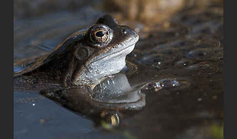 Grasfrosch (Rana temporaria)