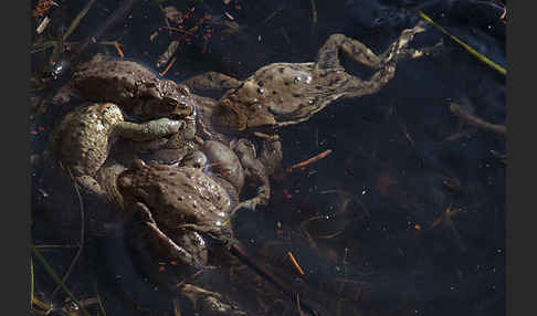 Erdkröte (Bufo bufo)