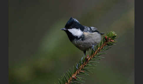 Tannenmeise (Parus ater)