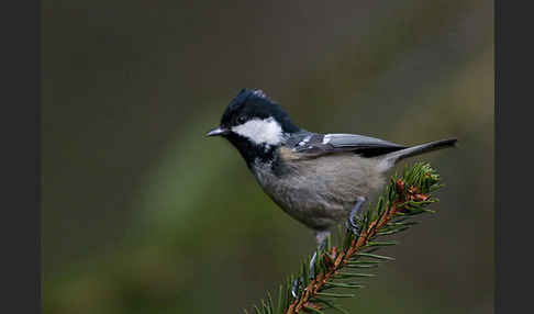 Tannenmeise (Parus ater)