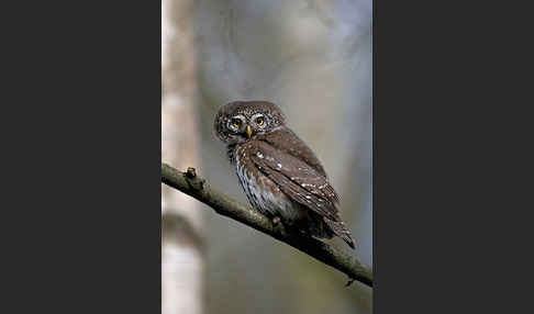 Sperlingskauz (Glaucidium passerinum)