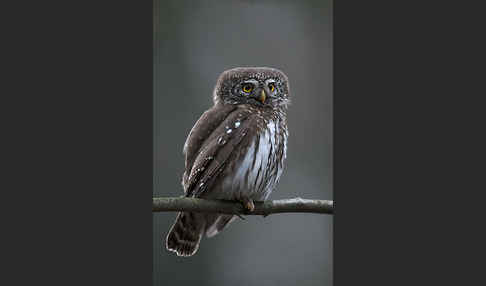 Sperlingskauz (Glaucidium passerinum)