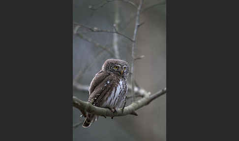 Sperlingskauz (Glaucidium passerinum)