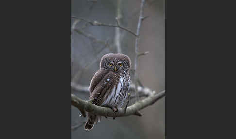 Sperlingskauz (Glaucidium passerinum)