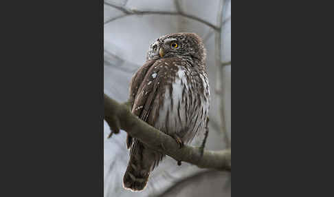 Sperlingskauz (Glaucidium passerinum)