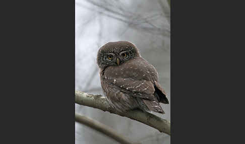 Sperlingskauz (Glaucidium passerinum)