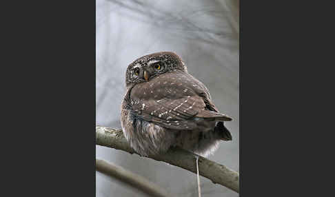 Sperlingskauz (Glaucidium passerinum)