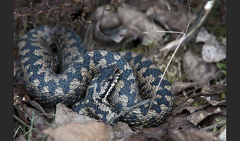 Kreuzotter (Vipera berus)