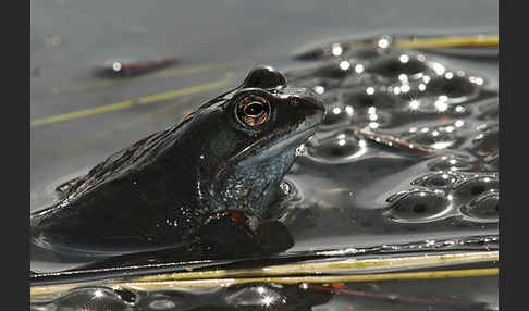 Grasfrosch (Rana temporaria)