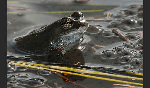 Grasfrosch (Rana temporaria)