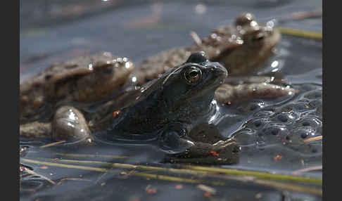 Erdkröte (Bufo bufo)