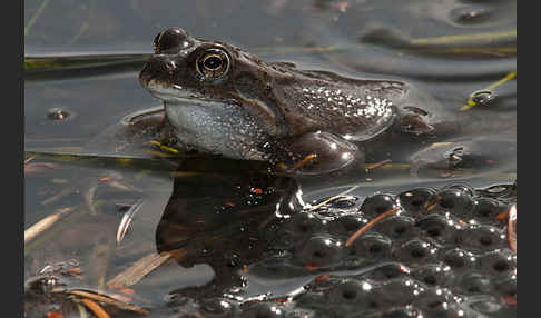 Grasfrosch (Rana temporaria)