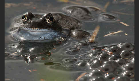 Grasfrosch (Rana temporaria)