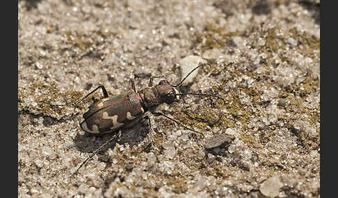 Kupferbrauner Sandlaufkäfer (Cicindela hybrida)