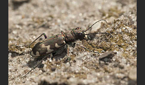 Kupferbrauner Sandlaufkäfer (Cicindela hybrida)