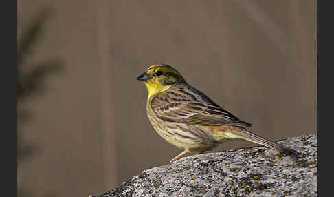 Goldammer (Emberiza citrinella)