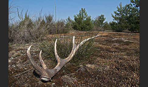 Rotwild (Cervus elaphus)