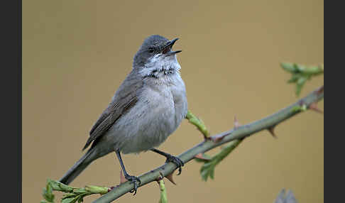 Zaungrasmücke (Sylvia curruca)