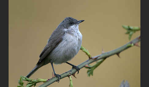 Zaungrasmücke (Sylvia curruca)