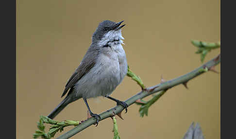 Zaungrasmücke (Sylvia curruca)