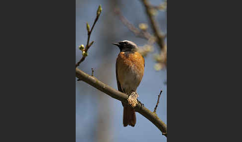 Gartenrotschwanz (Phoenicurus phoenicurus)