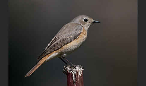 Gartenrotschwanz (Phoenicurus phoenicurus)