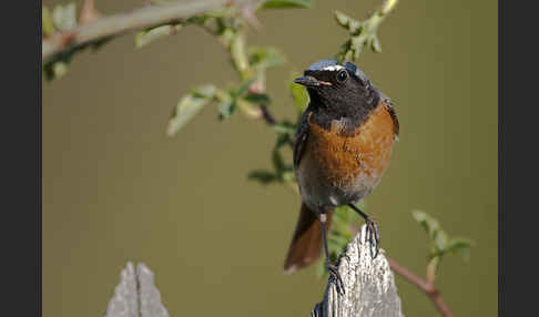 Gartenrotschwanz (Phoenicurus phoenicurus)