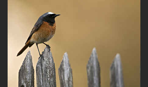 Gartenrotschwanz (Phoenicurus phoenicurus)