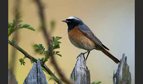 Gartenrotschwanz (Phoenicurus phoenicurus)