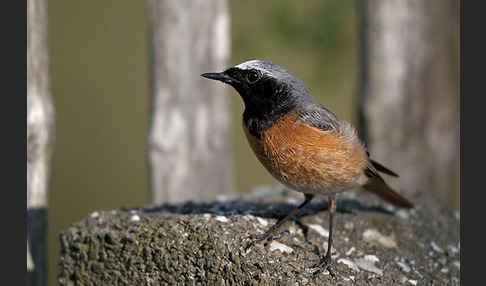 Gartenrotschwanz (Phoenicurus phoenicurus)