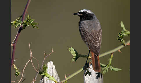 Gartenrotschwanz (Phoenicurus phoenicurus)