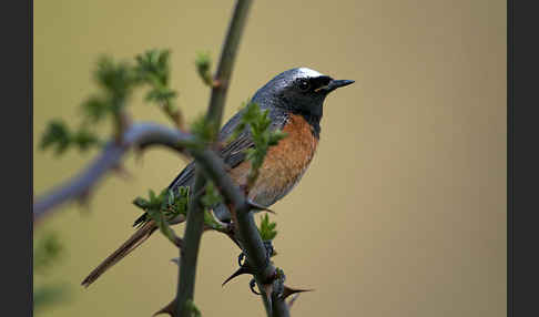 Gartenrotschwanz (Phoenicurus phoenicurus)