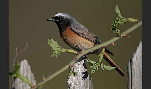 Gartenrotschwanz (Phoenicurus phoenicurus)