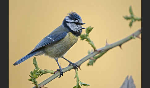 Blaumeise (Parus caeruleus)