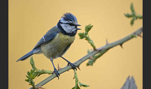 Blaumeise (Parus caeruleus)