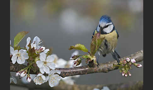 Blaumeise (Parus caeruleus)