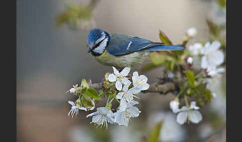 Blaumeise (Parus caeruleus)