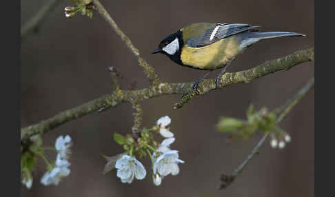 Kohlmeise (Parus major)