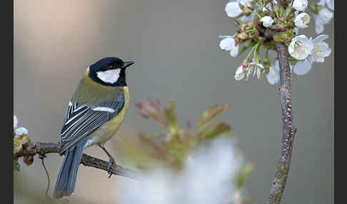 Kohlmeise (Parus major)