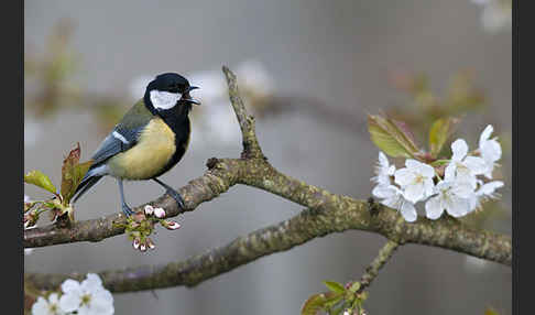 Kohlmeise (Parus major)